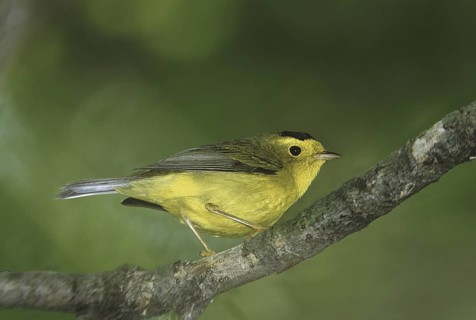 Wilson's Warbler (Cardellina pusilla), Ohio, USA