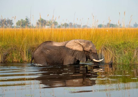 African elephant (Loxodonta africana) in the swamp, Xakanaxa Lagoon, Okavango Delta, Moremi Game