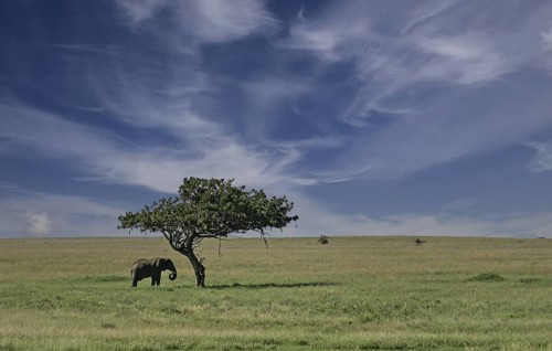 Afrikanischer Elefant (Loxodonta africana) Elefanten Bulle steht einsamer unter Leberwurstbaum