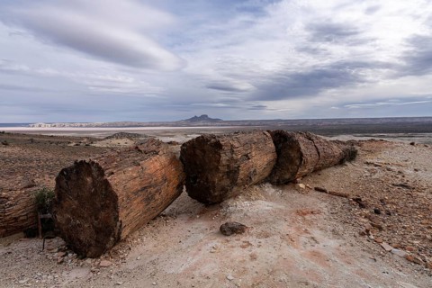 Petrified tree trunk in desert landscape, Table Mountain in the background under cloudy sky,