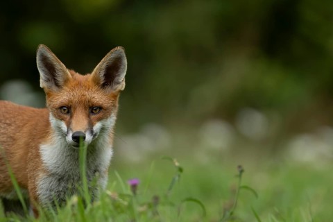 Red fox (Vulpes vulpes) adult wild animal in grassland in summer, England, United Kingdom