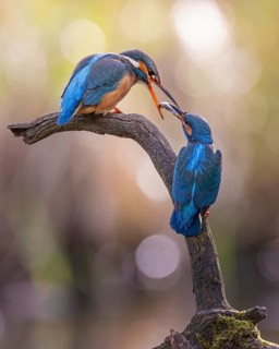 Kingfisher (Alcedo atthis) spring, courtship, mating, nuptial gift, male, hunting, catching fish,