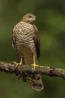 Eurasian Sparrowhawk (Accipiter nisus), Utrecht, Netherlands