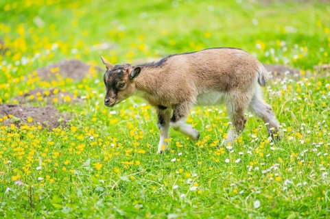 Domestic goat (Capra aegagrus hircus) kid walking on a meadow in spring, Bavaria, Germany