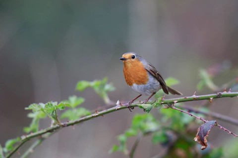 European Robin (Erithacus rubecula), North Rhine-Westphalia, Germany