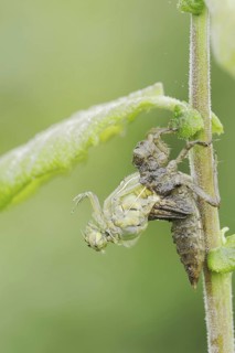 Black-tailed Skimmer (Orthetrum cancellatum), hatch, larva, dragonfly larva, North