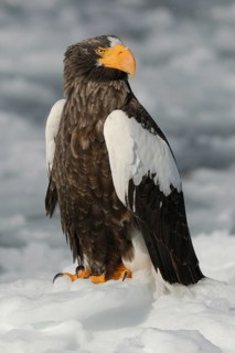 Steller's Sea Eagle (Haliaeetus pelagicus), Hokkaido, Japan