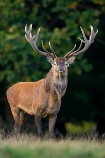 Red deer (Cervus elaphus) with heavy antlers in rut, Klamptenborg, Copenhagen, Denmark