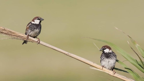 Spanish Sparrow - Weidensperling - Passer hispaniolensis ssp. transcaspicus, male, Turkey