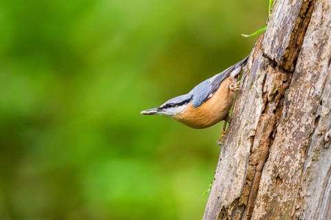 Eurasian nuthatch (Sitta europaea) sitting on an old wrotten tree trunk at a swamp, Bavaria,