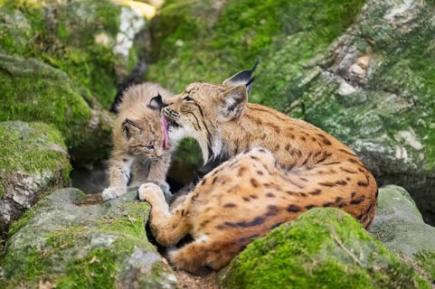 Eurasian lynx (Lynx lynx) mother with her youngsters (cubs) lying on a rock in a forest, Bavaria,
