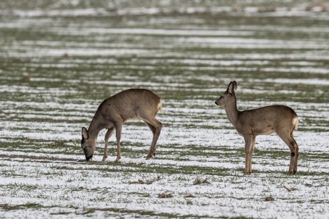 Roe deer (Capreolus capreolus), Lower Saxony, Germany