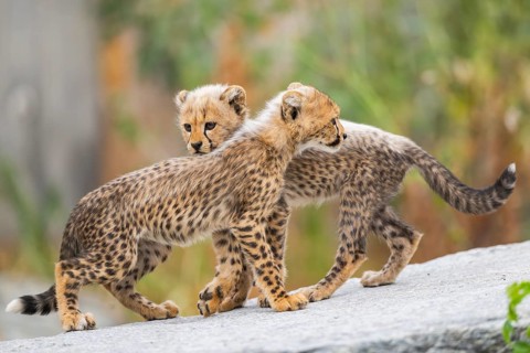 Cheetah (Acinonyx jubatus) youngsters playing with each other, captive, occurrence Africa