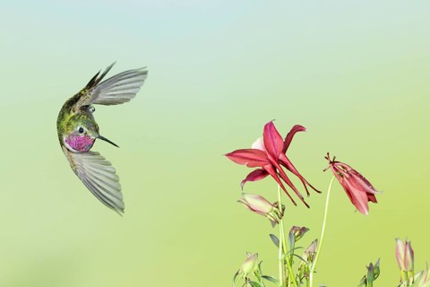 Broad-tailed Hummingbird (Selasphorus platycercus) male flying, Colorado, USA