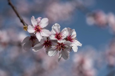 Almond blossom (Prunus dulcis), Rhineland-Palatinate, Germany