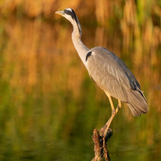 Grey heron (Ardea cinerea) standing on a dead branch at a lake, warm morning light, Lower Saxony,