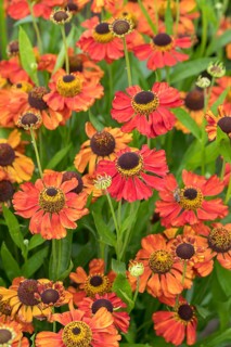 Sunflower (Helenium 'Red Army'), RHS Garden Bridgewater, Great Britain