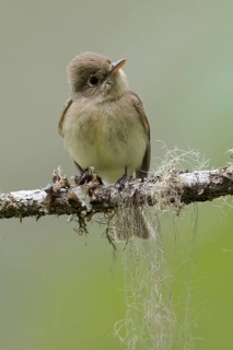 Pacific Slope Flycatcher (Empidonax difficilis) perched on a branch in Victoria, BC, Canada