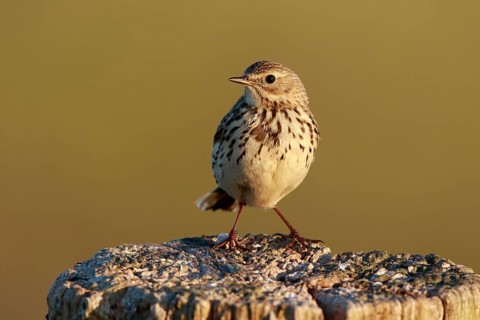 Meadow Pipit (Anthus pratensis) perched on pale, North Rhine-Westphalia, Germany