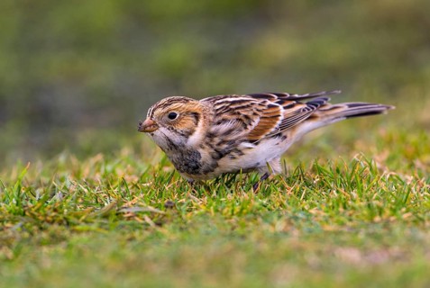 Lapland Longspur Winter Plumage (Calcarius lapponicus) - Victoria BC, Canada