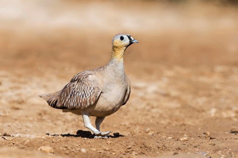 Crowned Sandgrouse (Pterocles coronatus) male, Negev, Israel