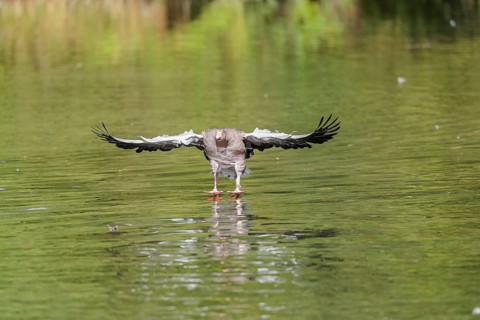 An adult greylag goose (Anser anser) lands on a lake on a sunny day. Bavaria, Germany