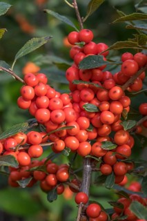 Winterberry (Ilex verticillata MAGICAL TIMES), Bundessortenamt, Germany