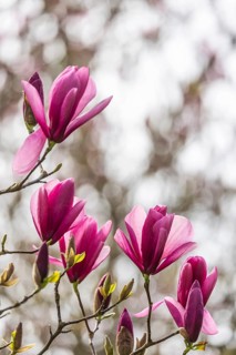 Magnolia blossom (Magnolia) at Wilhelma Stuttgart. According to Wilhelma, the Moorish Garden is