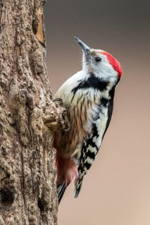 Middle Spotted Woodpecker (Dendrocoptes medius) climbing tree, Bialowieca National Park, Poland