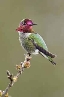 Anna's Hummingbird (Calypte anna), British Columbia, Canada
