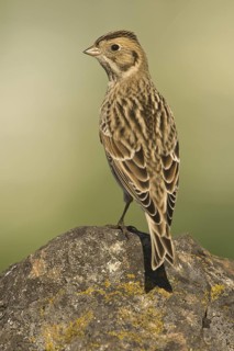 Lapland Longspur (Calcarius lapponicus), British Columbia, Canada
