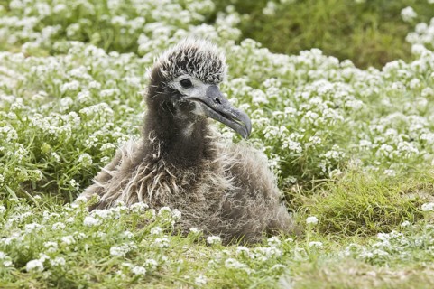 Laysan Albatross (Phoebastria immutabilis), Hawaii, USA