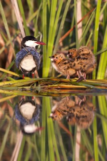 Whiskered Tern (Chlidonias hybrida) chicks, Andalusia, Spain