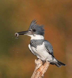 Belted Kingfisher (Megaceryle alcyon) male with fish prey in beak, Florida, USA