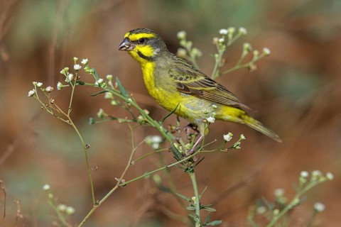 Mozambique Canary, Crithagra mozambica, Serinus mozambicus, Yellow-fronted Canary, Serin du