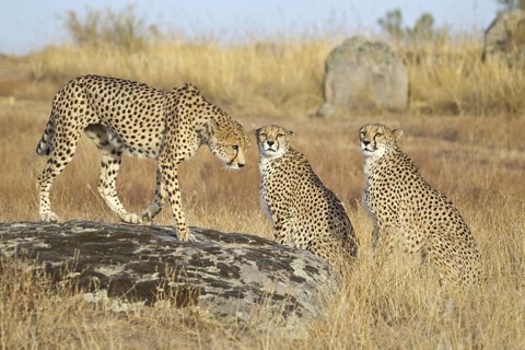 Cheetah (Acinonyx jubatus) male with two females, Castile-La Mancha, Spain
