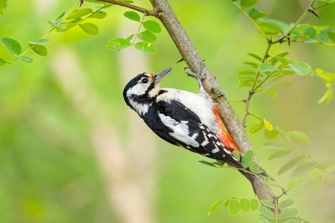 Great Spotted Woodpecker (Dendrocopus major) female., Hungary, Federal Republic of Germany