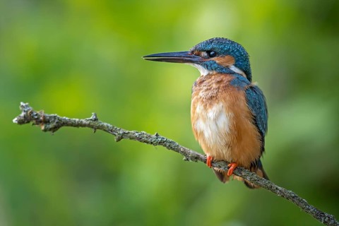 Common Kingfisher (Alcedo atthis) male perched on a branch, Saxony-Anhalt, Germany