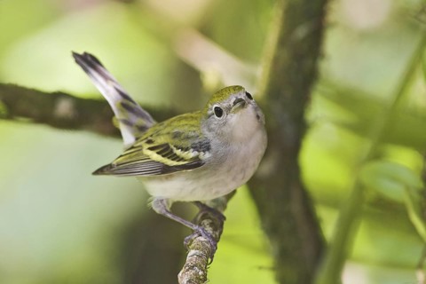 Chestnut-sided Warbler (Setophaga pensylvanica), Costa Rica