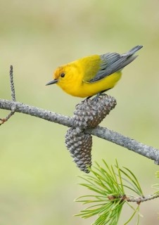 Prothonotary Warbler (Protonotaria citrea) perched on a twig, Texas, USA