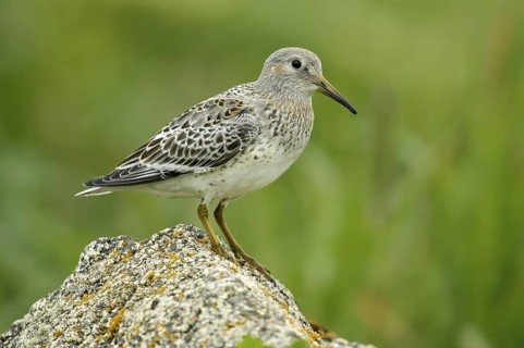 Purple Sandpiper (Calidris maritima), Alaska, USA