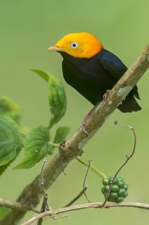 Golden-headed Manakin (Pipra erythrocepala) perched on a branch in Panama