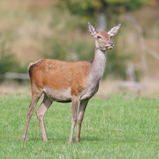 Red deer (Cervus elaphus) female, doe in a forest clearing, wildlife, Sauerland, North