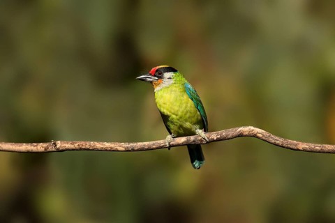 Golden-throated Barbet (Psilopogon franklinii) perched on a branch, Yunnan, China