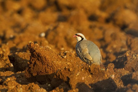 Chukar Partridge (Alectoris chukar), Cyprus