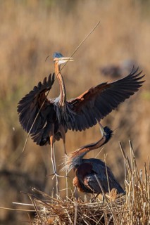 Purple Heron (Ardea purpurea) with nesting material on nest, Baden-Wuerttemberg, Germany