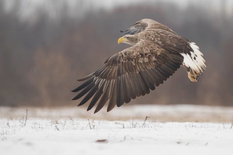White-tailed Eagle (Haliaeetus albicilla) flying, Subotica, Hungary
