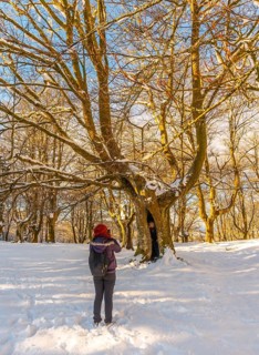 A couple enjoying the giant tree in the Oianleku natural park at sunrise in the town of Oiartzun in