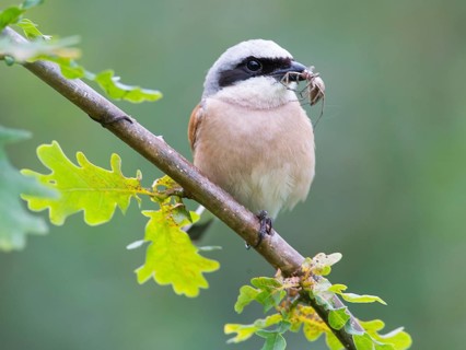 Red-backed Shrike (Lanius collurio) male with a spider in its beak, Mecklenburg-Western Pomerania,