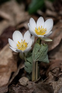 Canadian bloodroot (Sanguinaria canadensis), Emsland, Lower Saxony, Germany